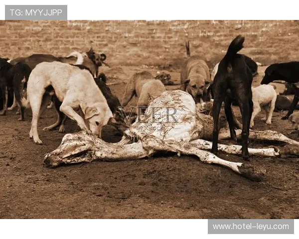 张琳芃家的狗都吃进口牛肉了